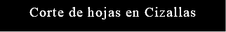 Corte de hojas en Cizallas